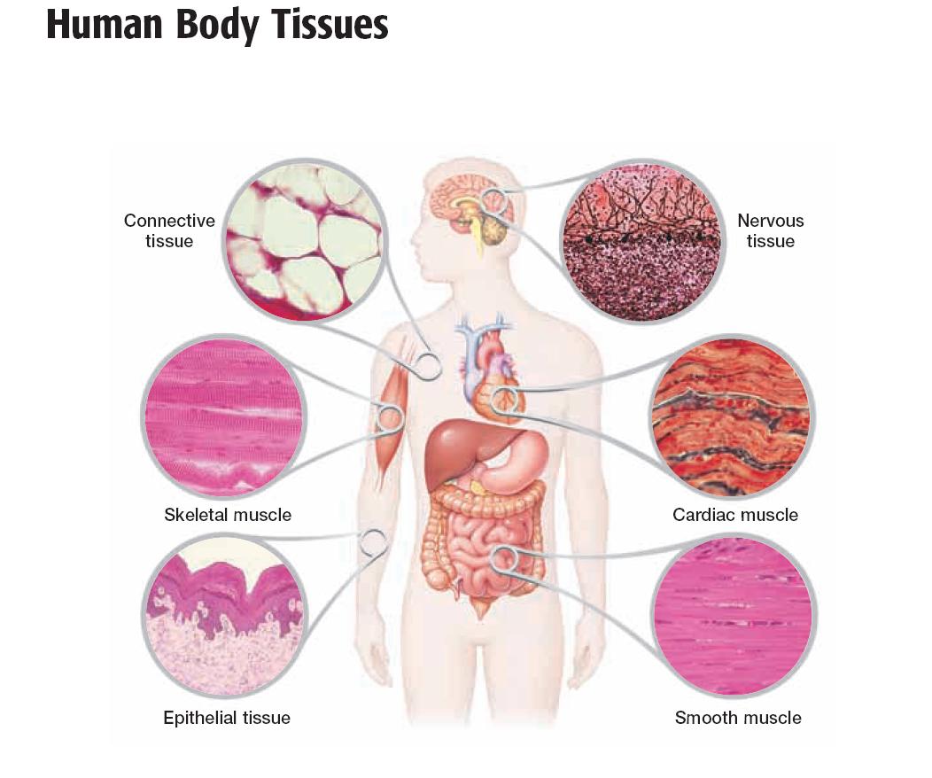 soft tissues of the body