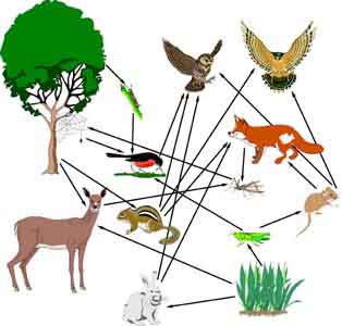 forest foodweb
