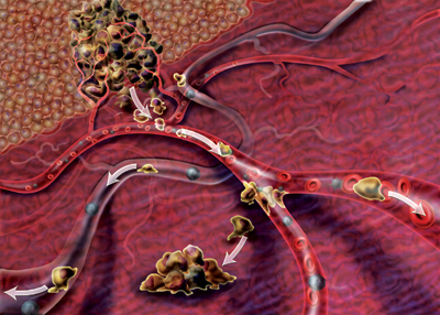 tissues in the body (first