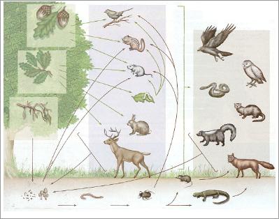 Forest Food Webs. For example: