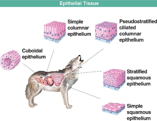 Epithelial tissues are formed