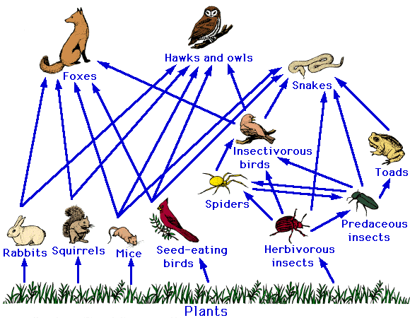 the food web? Example 1: