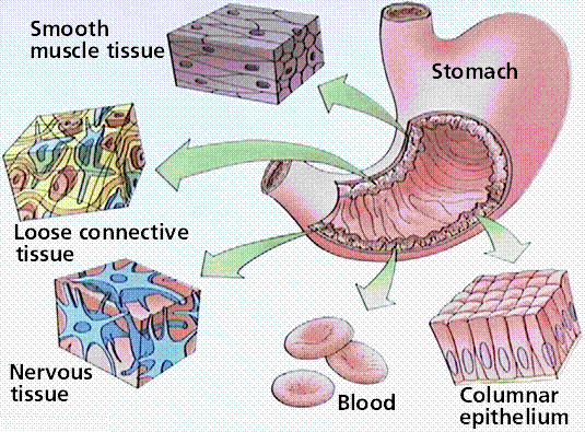 Cells and tissues that