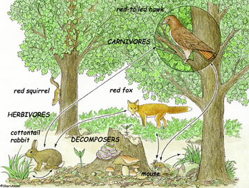 Food Chains/Food Webs Flip