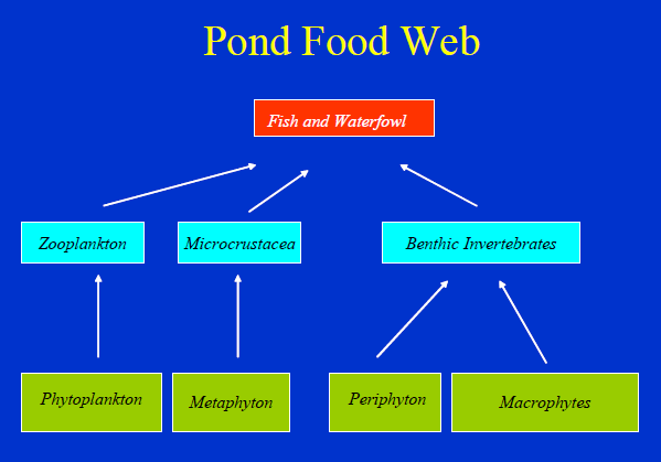 Savanna food by, and