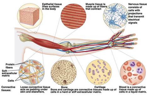the tissues in the body
