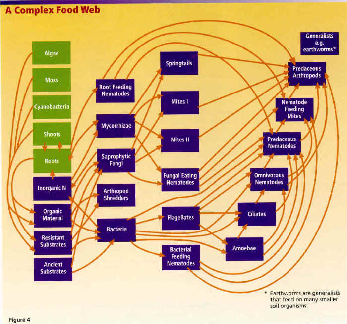 Each box of the food web
