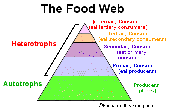 Food web Numbers of Organisms: