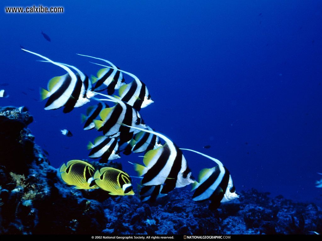 Daily animal quote from