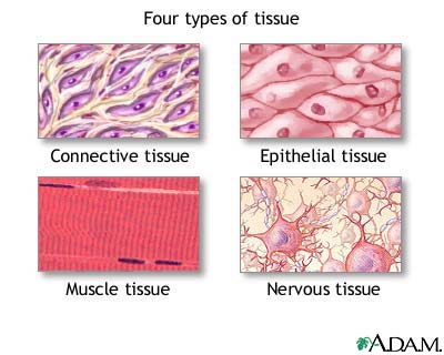 Body tissues are groups of